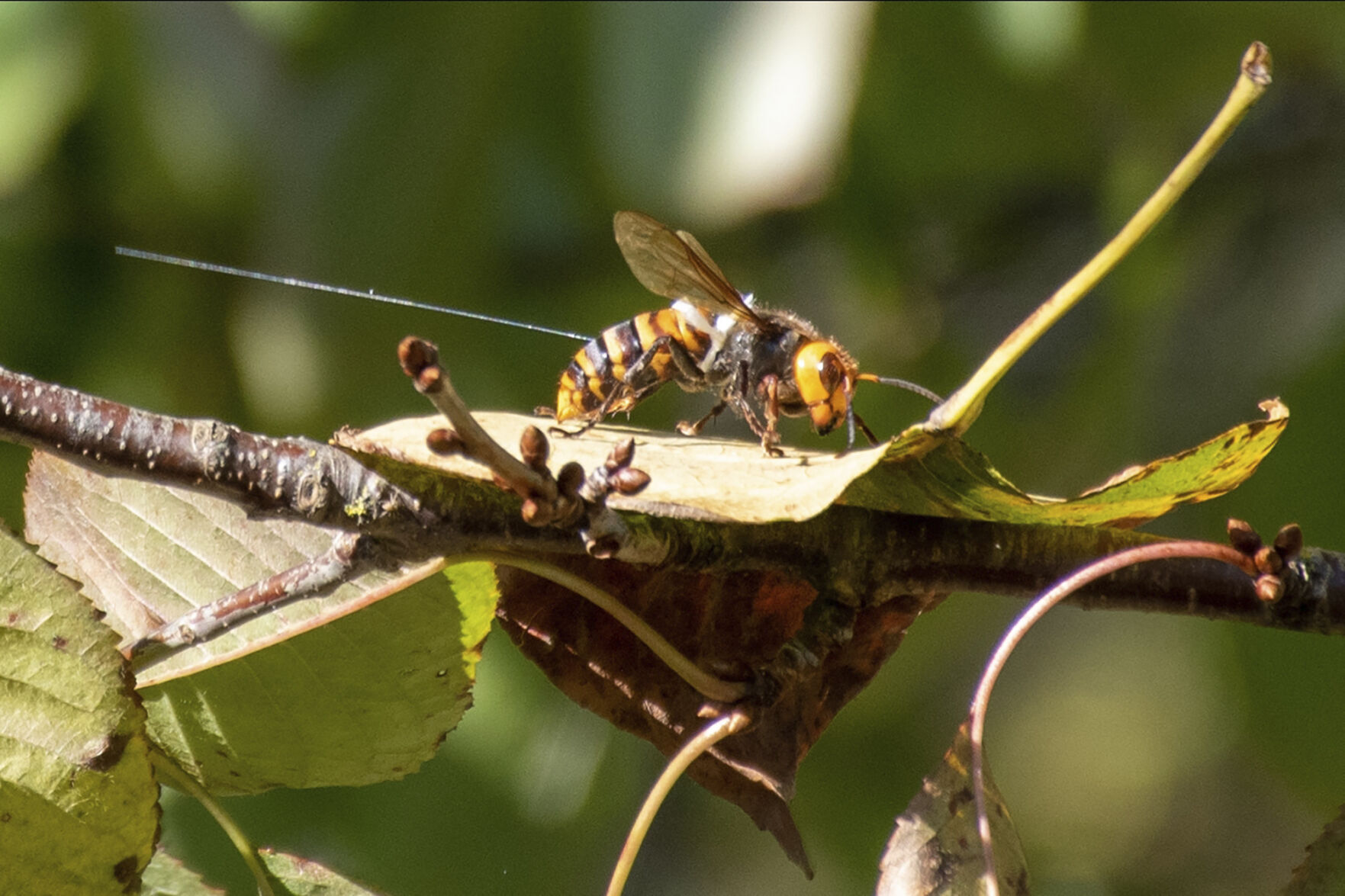 Murder Hornets Nest
